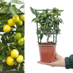 Citrus Limequat Tree in 12cm Pot - Key Lime/Kumquat Hybrid - Grows Edible Fruit