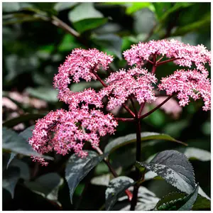 Purple Leaved Elder Flower / Sambucus Nigra 'Black Lace' in 2L Pot, Stunning Flowers 3FATPIGS