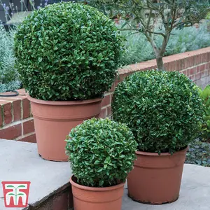 Box Hedging - Evergreen Buxus Sempervirens 9cm Potted Plant x 3