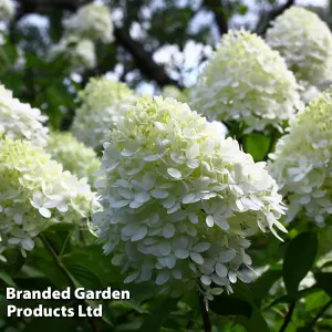 Hydrangea Paniculata Limelight 3.6 Litre Potted Plant x 3