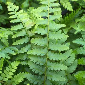 10 x Fern Plant Mix in 9cm Pots - Ready to Plant Outdoor Ferns - Mixed Varieties