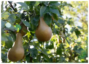 Lincolnshire Fruits Conference Bareroot 7 Litre 1.5m Tree