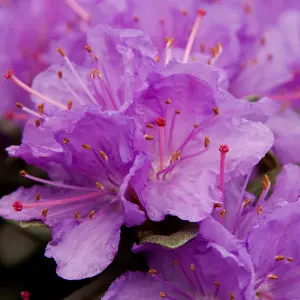 Rhododendron Ramapo Garden Plant - Purple Blooms, Compact Size (15-30cm Height Including Pot)