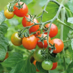 Tomato Losetto F1 Hybrid 1 Seed Packet