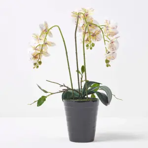 Homescapes White Orchid 56 cm Phalaenopsis in Ceramic Pot