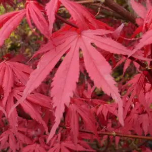 Acer Redwine - Rich Burgundy Foliage, Outdoor Plant, Ideal for Gardens, Compact Size (50-70cm Height Including Pot)