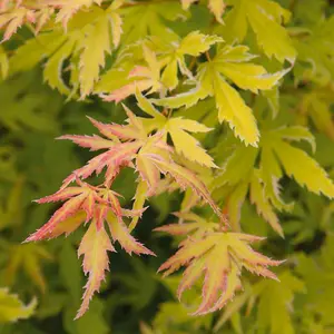 Acer Metamorphosa - Japanese Maple, Ornamental Tree (20-30cm Height Including Pot)