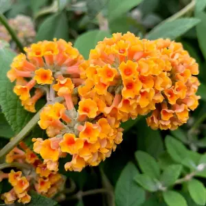 Sungold Butterfly Bush Outdoor Shrub Plant Buddleja x Weyeriana 2L Pot