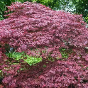 Acer Crimson Queen - Graceful Cascading Foliage, Outdoor Plant, Ideal for Gardens, Compact Size (50-70cm Height Including Pot)