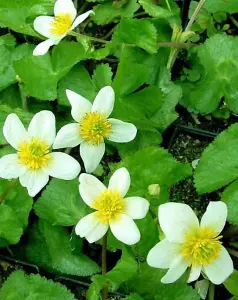 Lincolnshire Pond Plants Ltd Marginal Plants - Pond Plants (Caltha Palustris Alba) - 1 Litre bareroot