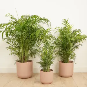 House Plant - Parlour Palm - 12 cm Pot size - 30-40 cm Tall - Chamaedorea Elegans - Indoor Plant