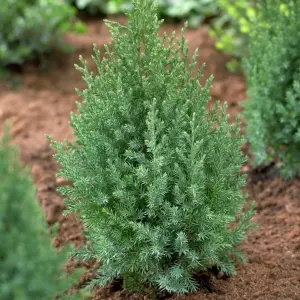 Juniperus Stricta Garden Plant - Columnar Evergreen, Compact Size (20-30cm Height Including Pot)