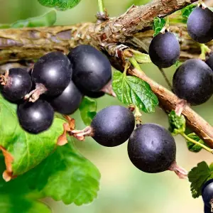 1 x Jostaberry Bush (Ribes x nidigrolaria) in 9cm Pot - 35-45cm in Height - Gooseberry/Blackcurrant Hybrid