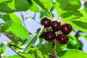 Early Rivers Cherry Tree, 5-6ft Tall, Large Dark Juicy Cherries