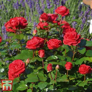 Precious Rose Collection - 4 Bare Root Plants