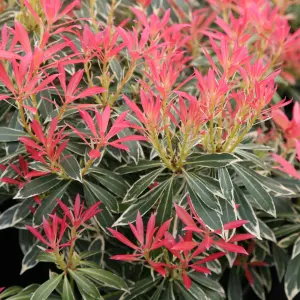 Flaming Silver Lily Of The Valley Outdoor Shrub Plant Pieris 2L Pot