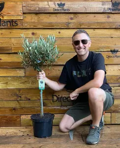 Direct Plants Large Standard Olive Tree 3ft With Chunky Lollipop Head Supplied in a 7.5 Litre Pot