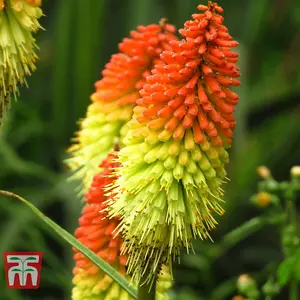 Kniphofia uvaria 4 Bare Root Plants