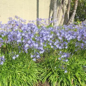 Agapanthus Blue Storm - Agapanthus africanus, Deciduous Perennial (10-20cm Height Including Pot)