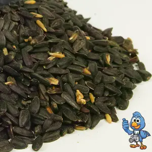 20kg BusyBeaks Black Oil Sunflower Seeds - Oil Rich Feed Wild Garden Bird Food