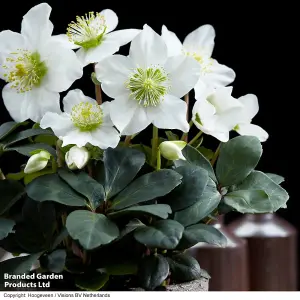 Gift Helleborus Christmas Carol 12cm Potted Plant x 2 - Winter Flowering - Ideal for Shady Spot