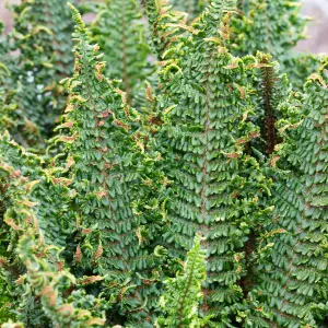 Dryopteris Crispa - Hardy Fern, Large Fronds, Part Shade, Moderate Height (30-40cm Height Including Pot)