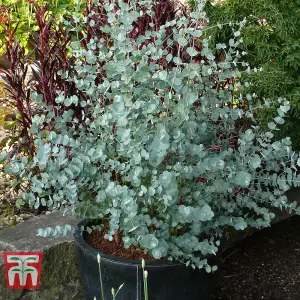 Eucalyptus gunnii Azura 9cm Pot x 3