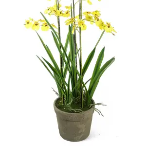 105cm Oncidium Orchid Yellow in Stoneware Planter