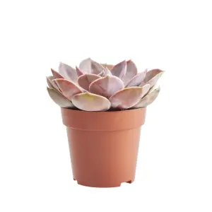 Verve Succulent & Cactus in Terracotta Plastic Grow pot 9cm