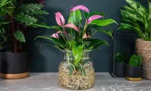 Anthurium Aqua in Sierglass 'Mauve Zizou' - 1 Plant