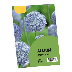 Allium Caeruleum 12 Flower bulbs