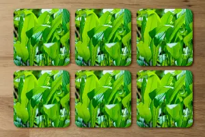 Green leaf background abstract of nature (Coaster) / Default Title