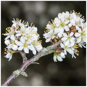 1 Blackthorn Hedging 1ft, Prunus Spinosa, In 1L Pot  Native Sloe Berry Hedge