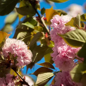 Mature Fruit Tree - Japanese Flowering Cherry 'Amanogawa'