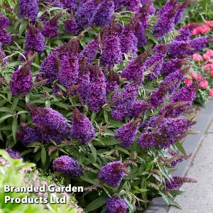 Buddleja Butterfly Candy Little Purple 9cm Potted Plant x 1