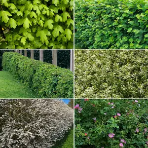 Mixed Native Hedging Collection of 50 Hedges height 60 to 90cm