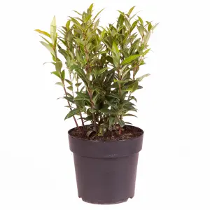 Sarcococca Hookeriana 'Winter Gem' Plant in a 4.6L Pot - Evergreen Christmas Sweetbox Plant