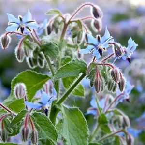 Borage Promo New Kew Range 1 Seed Packet