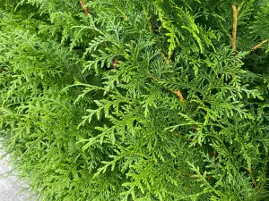 Direct Plants Thuja Plicata Gelderland Western Red Cedar 2-3ft Pack of 10 Supplied in 2/3 Litre Pots