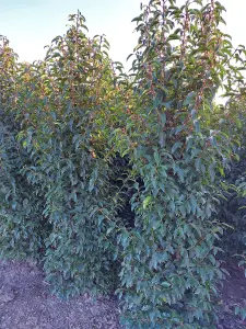 Portuguese Laurel Hedging Plants x15 5-6ft Full Pallet of Rootball Trees