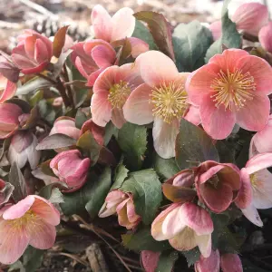 1 x Helleborus Pink Marble Christmas Rose Plant in 9cm Pot - Autumn Winter Flowering