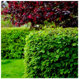 1 Native Hornbeam Hedging Plant 40-60cm Trees Hedge,2ft,Good For Wet Ground 3FATPIGS