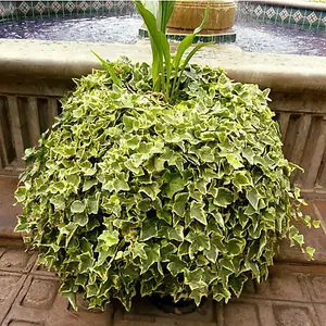 Hedera Gold-Edged - Trailing Ivy Plant, Ideal for UK Gardens, Climbing Garden Plants (5 plants, 10-15cm Height Including Pot)