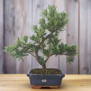 Buddhist Pine (Podocarpus Micro) Bonsai Tree - Shaped - In 20cm Pot