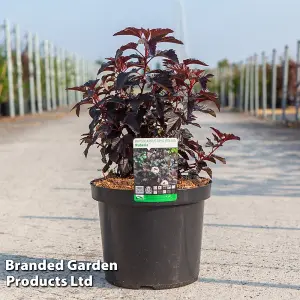 Physocarpus opulilfolius Rubella 3 Litre Potted Plant x 1