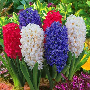 Hyacinth Mixed Flowering Bulbs (25 Pack)