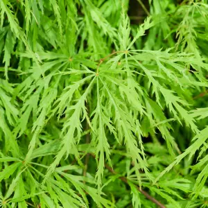 Acer Dissectum - Graceful Weeping Foliage, Outdoor Plant, Ideal for Gardens, Compact Size (50-70cm Height Including Pot)