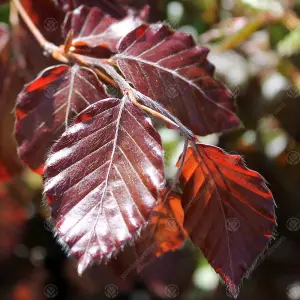 Fagus Sylvatica Purpurea 'Copper Beech' Bare Root Hedge Hedging Tree Plants (3-4ft, 50 Plants)