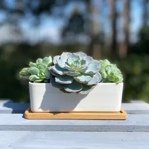 White Succulent and Cactus Trough Plant Pot