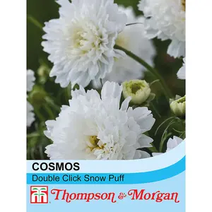 Cosmos Double Click Snow Puff 1 Seed Packet (50 Seeds)